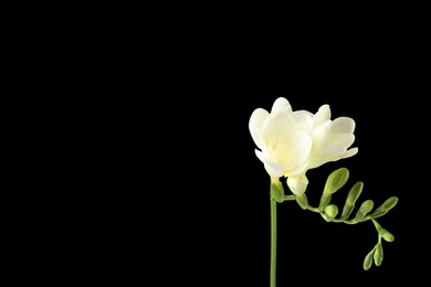 Beautiful freesia with fragrant flowers on black background. Space for text