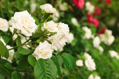 Photo of Beautiful blooming roses in garden on summer day, space for text