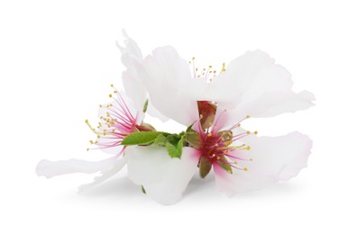 Beautiful spring tree blossoms isolated on white