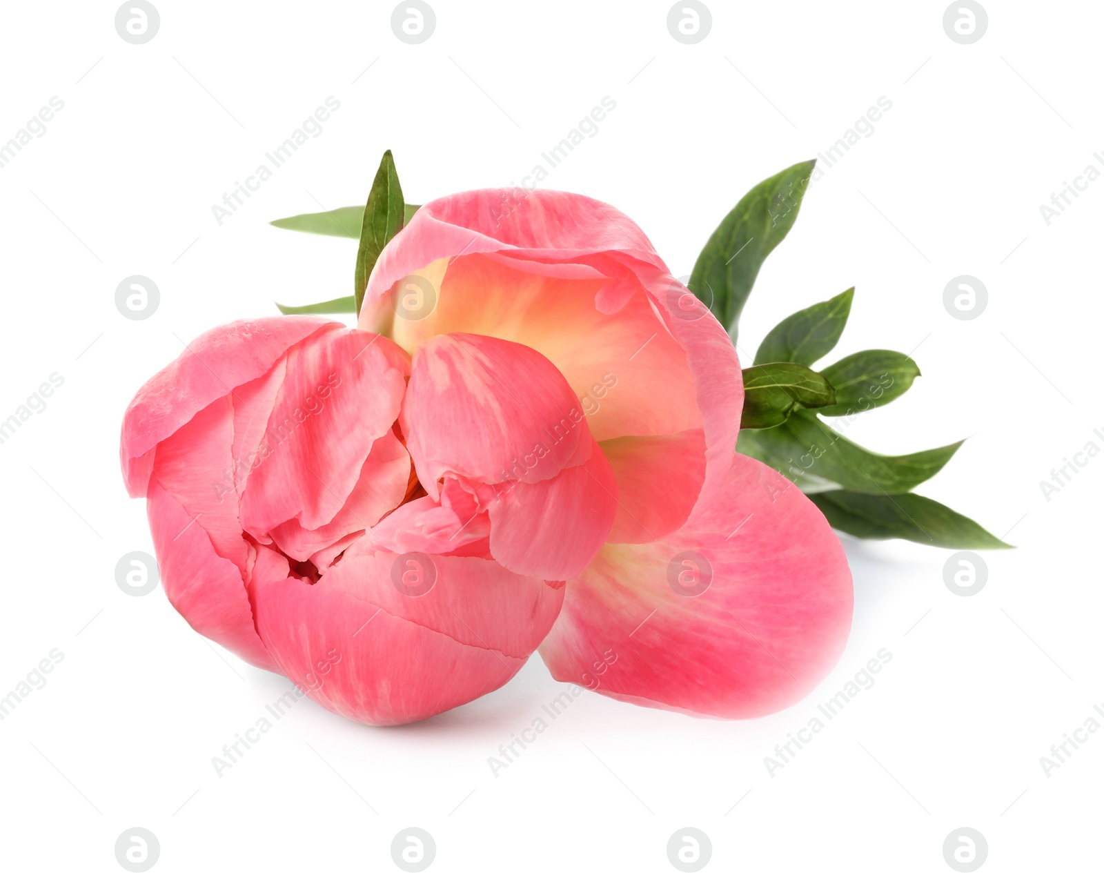 Photo of Beautiful pink peony bud isolated on white