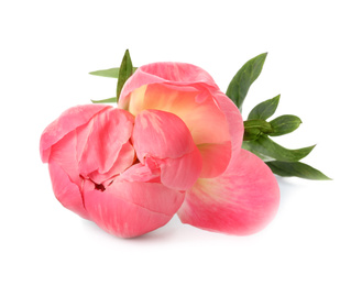 Beautiful pink peony bud isolated on white