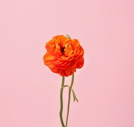 Photo of Beautiful ranunculus flower on color background