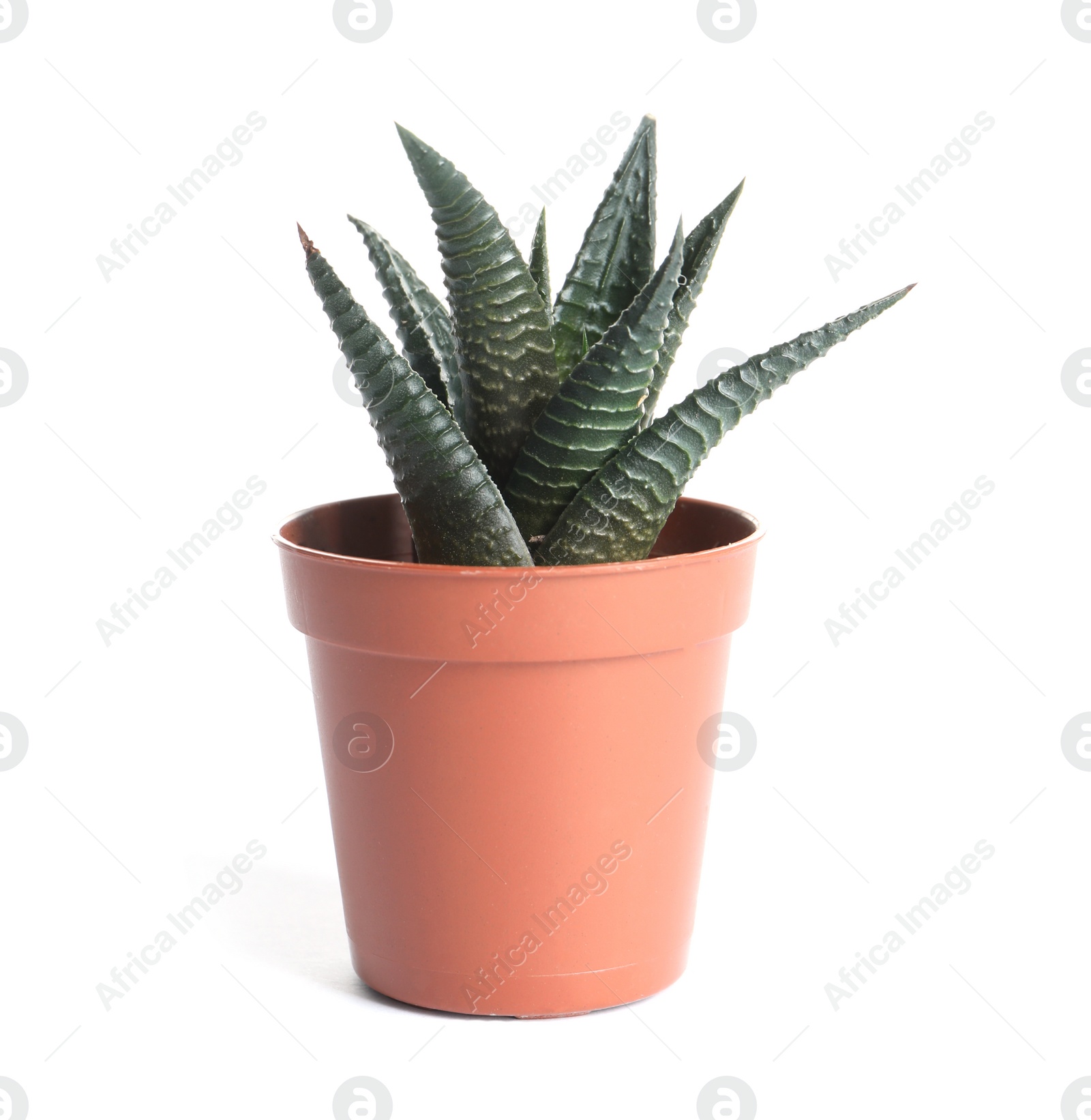 Photo of Succulent plant in flowerpot isolated on white. Home decor