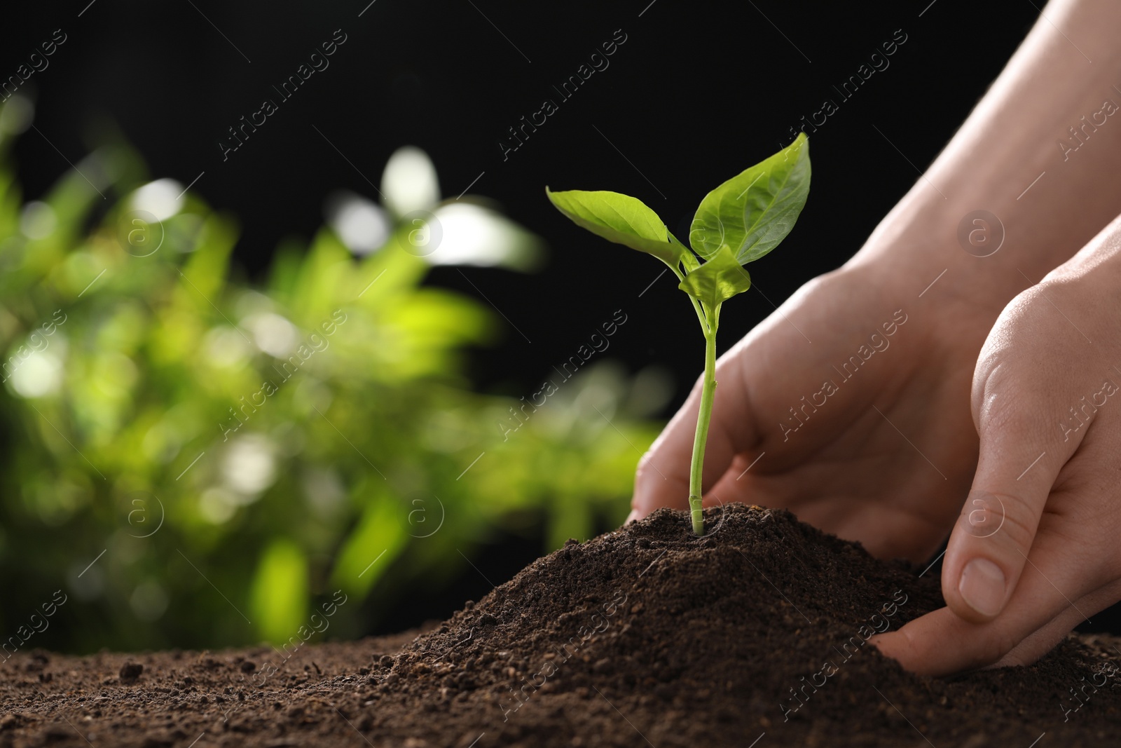 Photo of Woman planting young seedling into fertile soil, closeup with space for text. Gardening time