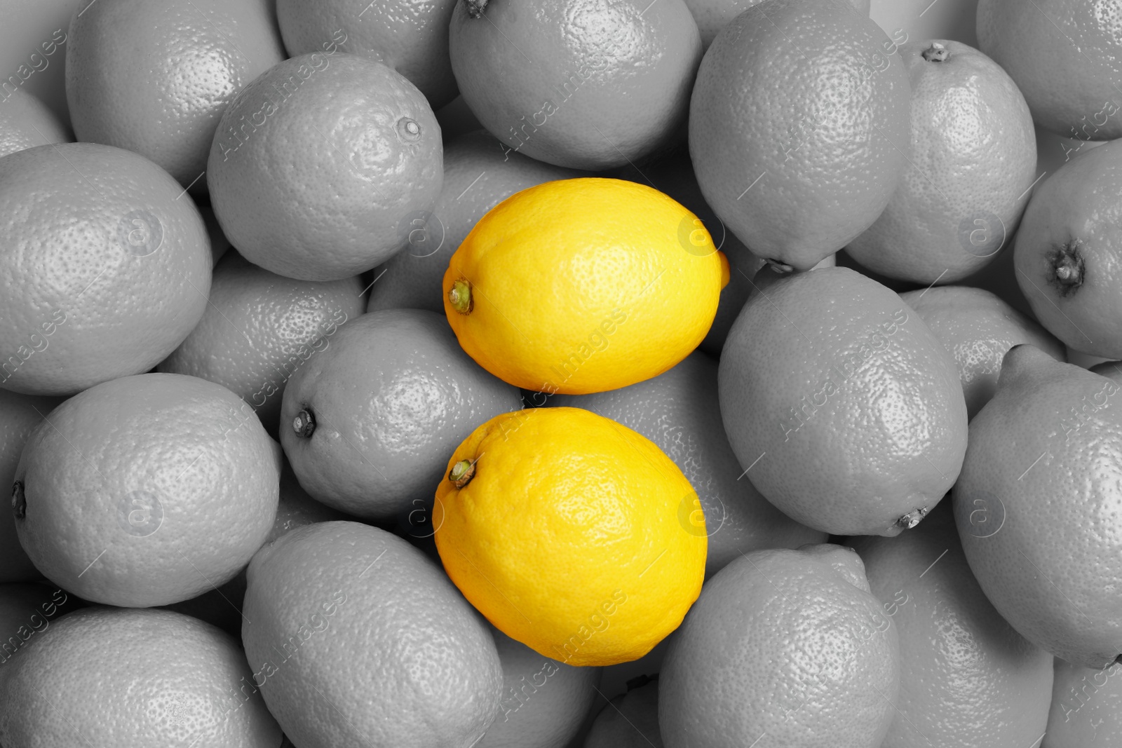 Image of Many fresh lemons as background, top view. Black and white tone with selective color effect