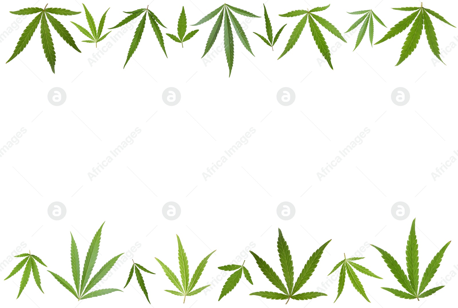 Image of Green leaves of hemp plant on white background