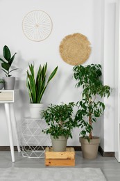 Photo of Stylish room interior with different beautiful houseplants