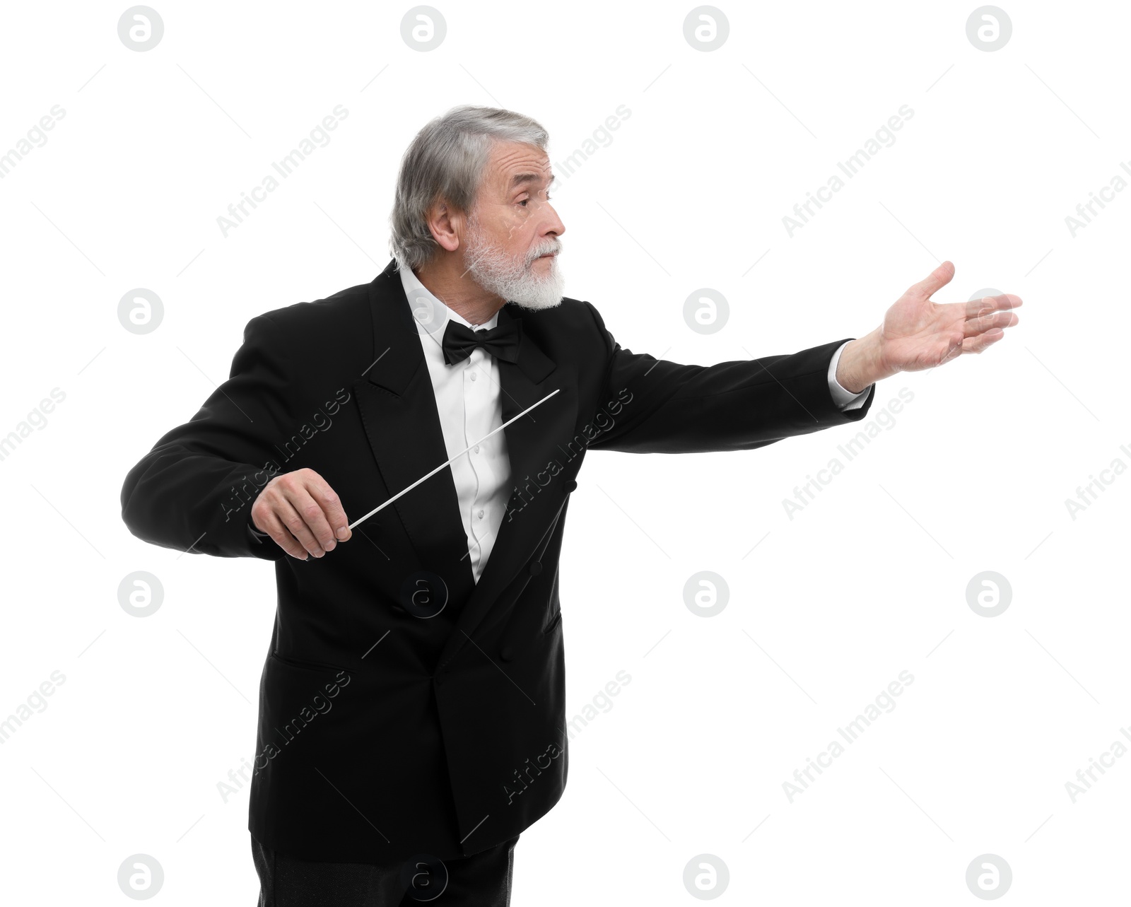 Photo of Professional conductor with baton on white background