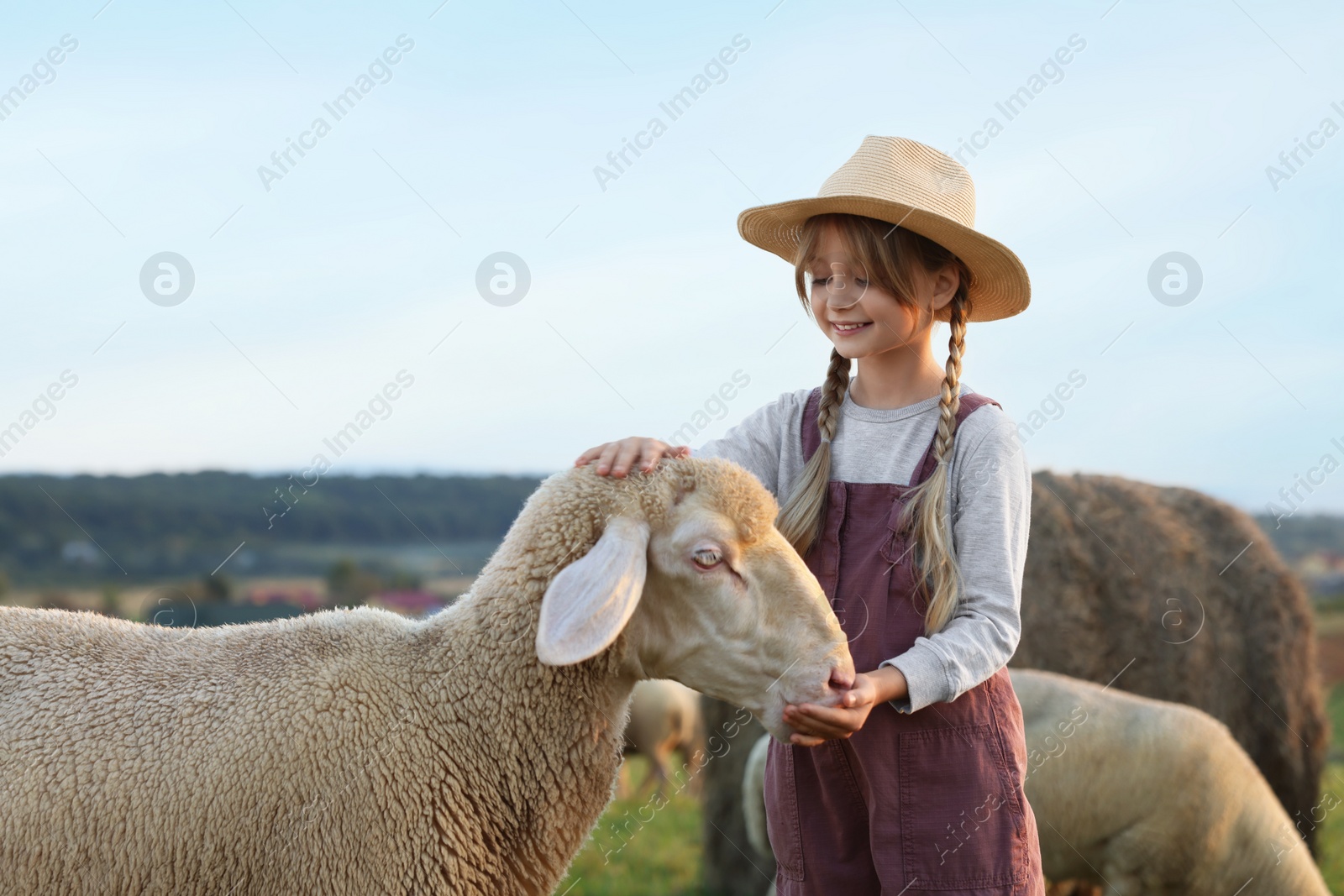 Photo of Girl feeding sheep on pasture. Farm animals