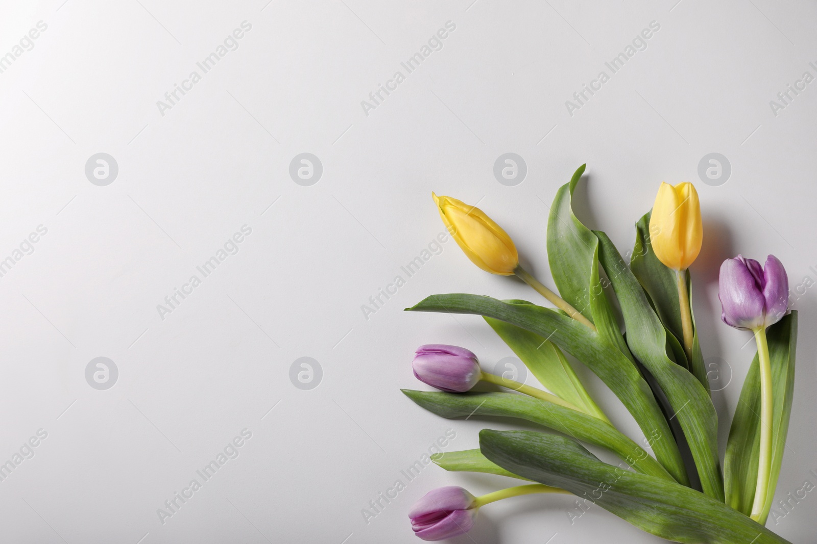 Photo of Beautiful tulips on light grey background, flat lay. Space for text