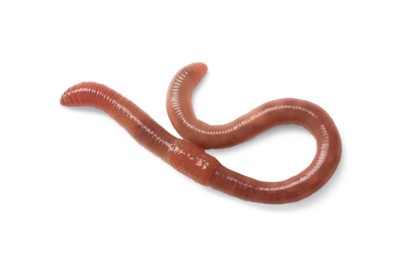 One earthworm isolated on white. Terrestrial invertebrates