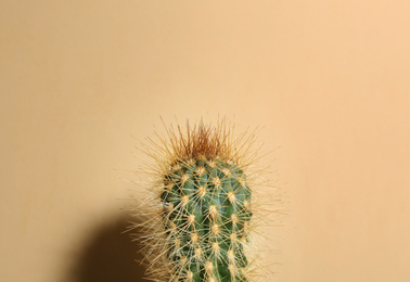 Beautiful cactus on beige background. Tropical plant