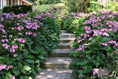 Photo of Pathway among beautiful hydrangea shrubs with violet flowers outdoors