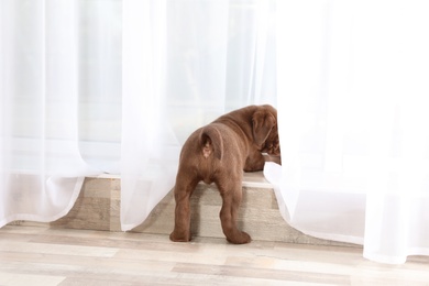 Photo of Chocolate Labrador Retriever puppy looking out window indoors