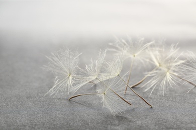 Photo of Dandelion seeds on grey background, close up