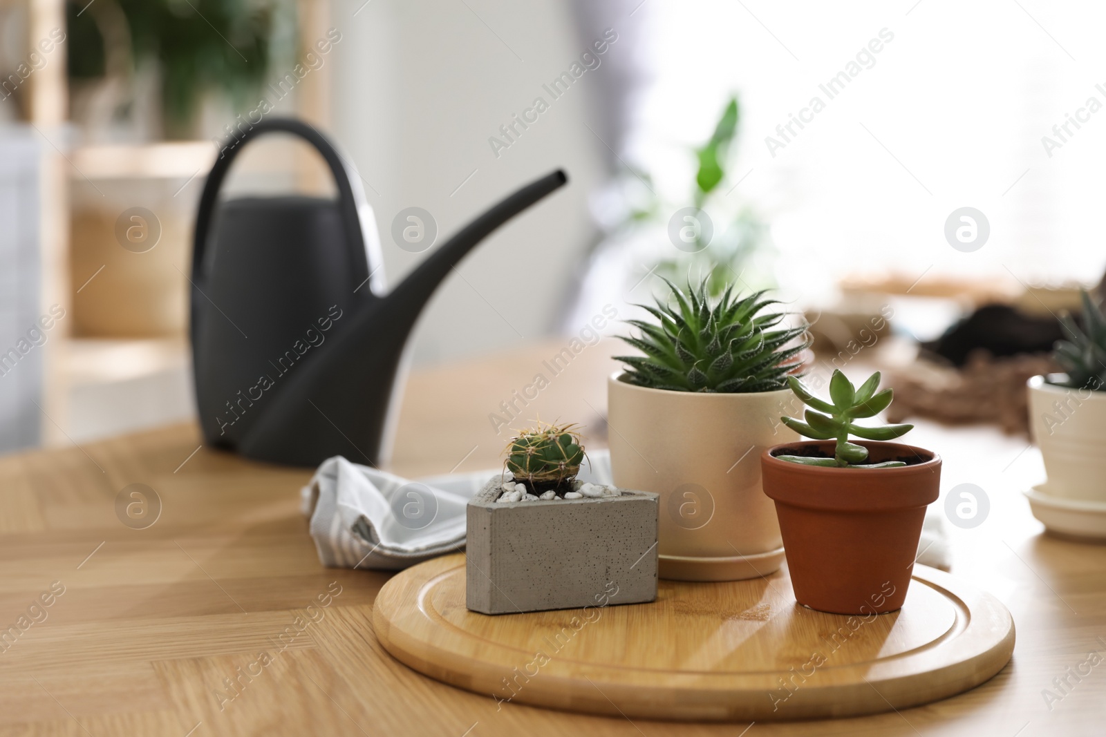 Photo of Beautiful potted plants on wooden table at home, space for text. Engaging hobby