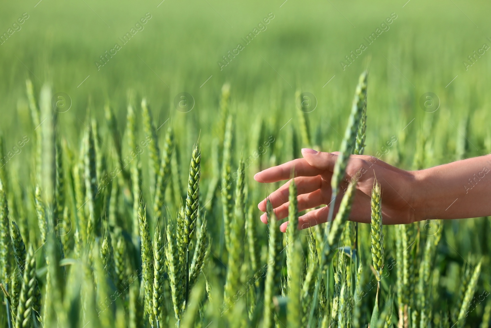 Photo of Woman in wheat field on sunny summer day, closeup on hand. Amazing nature