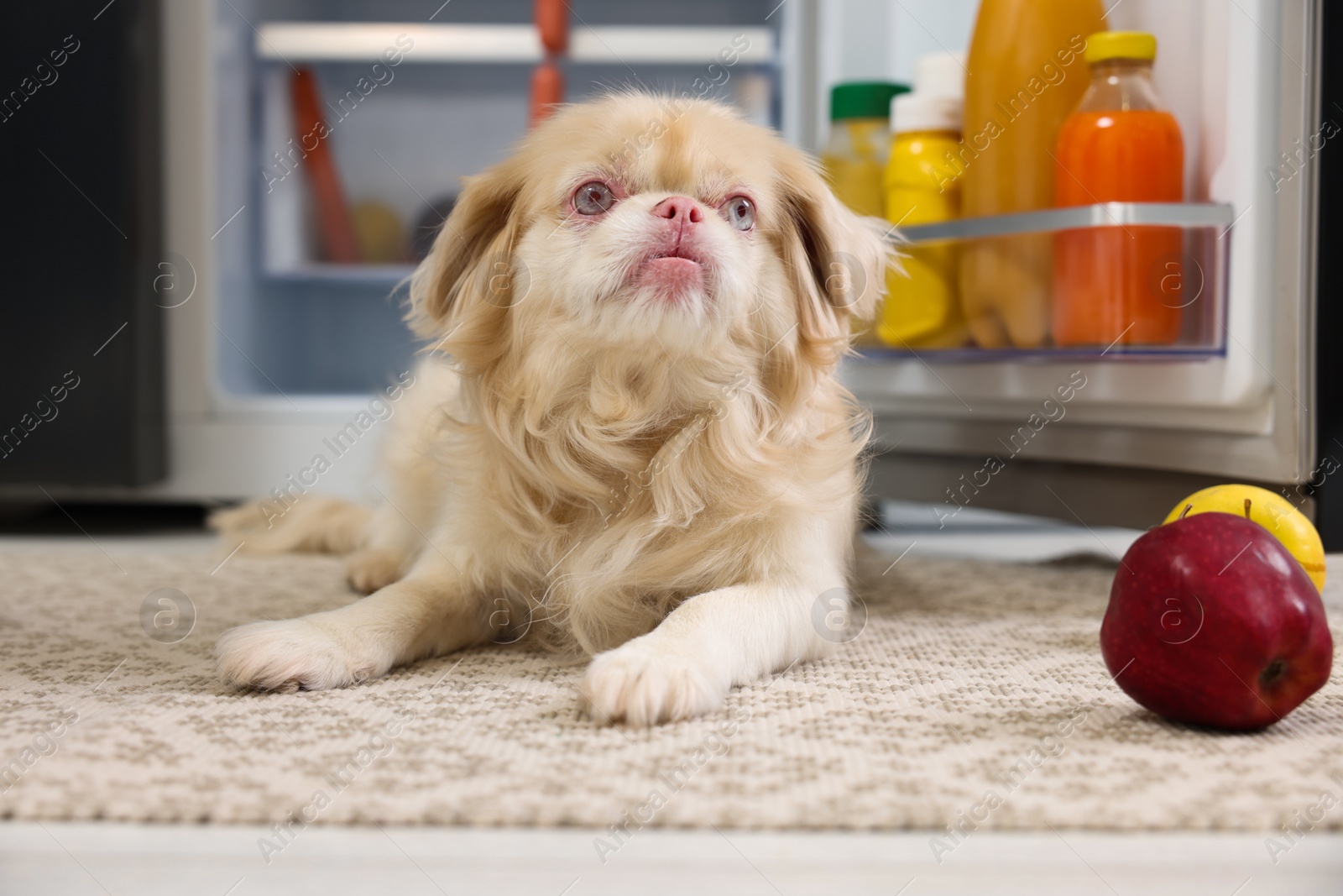 Photo of Cute Pekingese dog and scattered fruits near refrigerator in kitchen