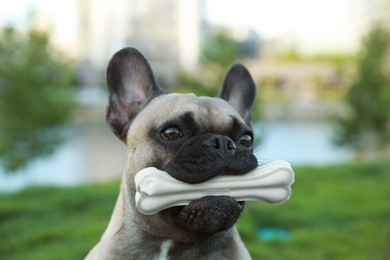 Photo of Cute French bulldog with bone treat outdoors. Lovely pet