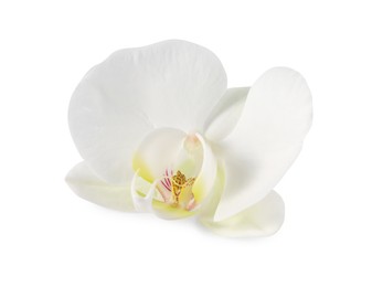 Photo of One beautiful orchid flower isolated on white