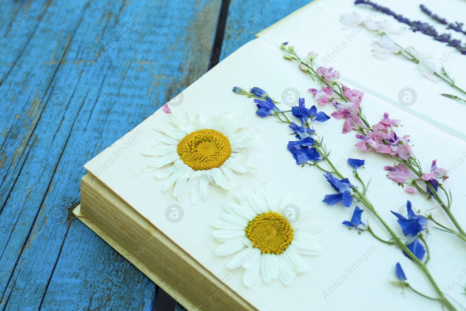 Photo of Book with beautiful dried flowers on blue wooden table, closeup