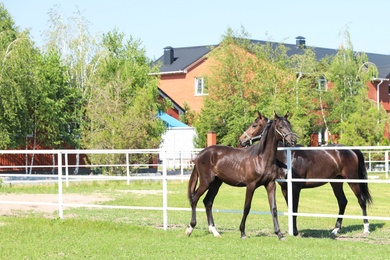 Dark bay horses in paddock on sunny day. Beautiful pets