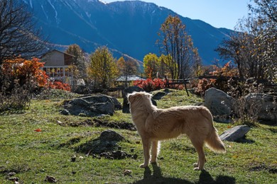 Photo of Adorable dog walking in mountains on sunny day