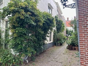 Photo of View of city street with building, climbing and potted plants