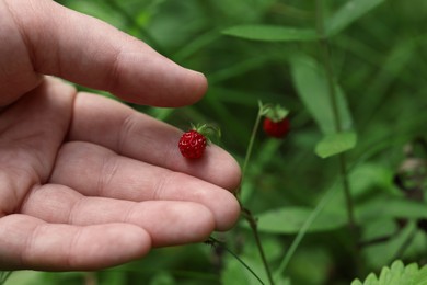 Photo of Woman gathering ripe wild strawberries outdoors, closeup. Space for text