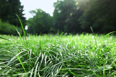 Photo of Fresh green grass growing on meadow in summer, closeup