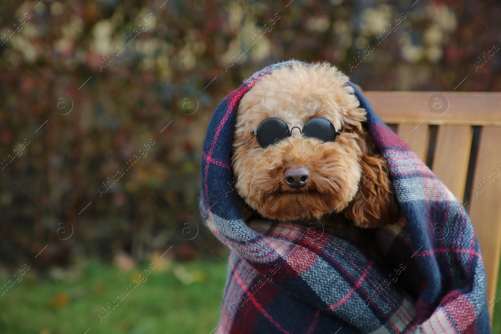 Photo of Cute fluffy dog with sunglasses wrapped in blanket outdoors. Space for text