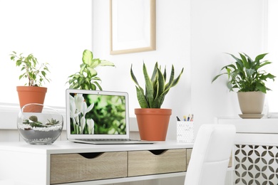Photo of Houseplants and laptop on table in office interior