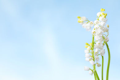 Beautiful lily of the valley flowers against blue sky, closeup. Space for text