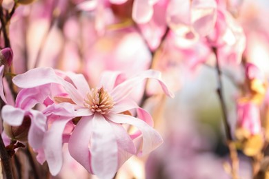 Photo of Closeup view of beautiful blooming magnolia tree outdoors. Space for text