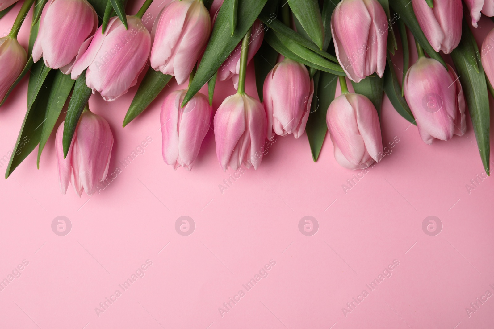 Photo of Beautiful spring tulips on light pink background, flat lay. Space for text