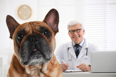 Image of Cute French bulldog and senior veterinarian in office