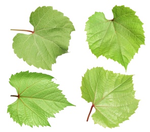 Image of Set of green grape leaves on white background