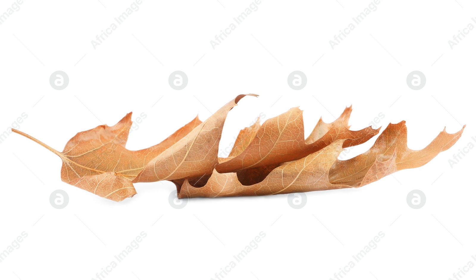 Photo of Autumn season. Dry leaves isolated on white