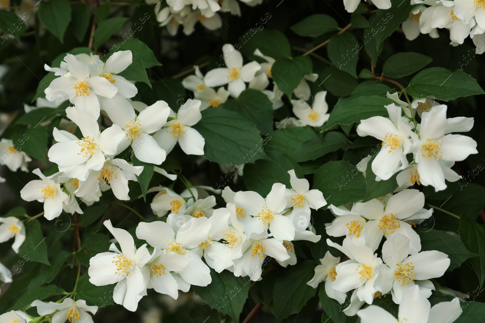 Photo of Beautiful blooming white jasmine shrub outdoors, closeup