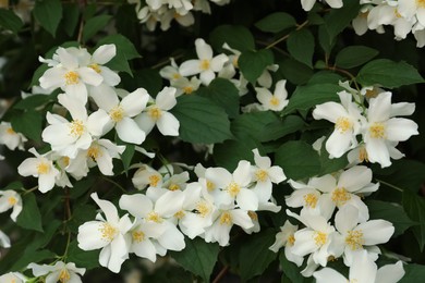 Photo of Beautiful blooming white jasmine shrub outdoors, closeup