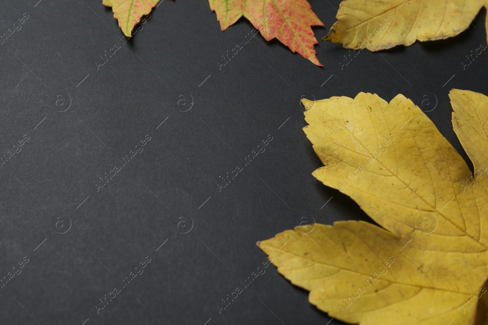 Photo of Colorful autumn leaves on black background, closeup. Space for text