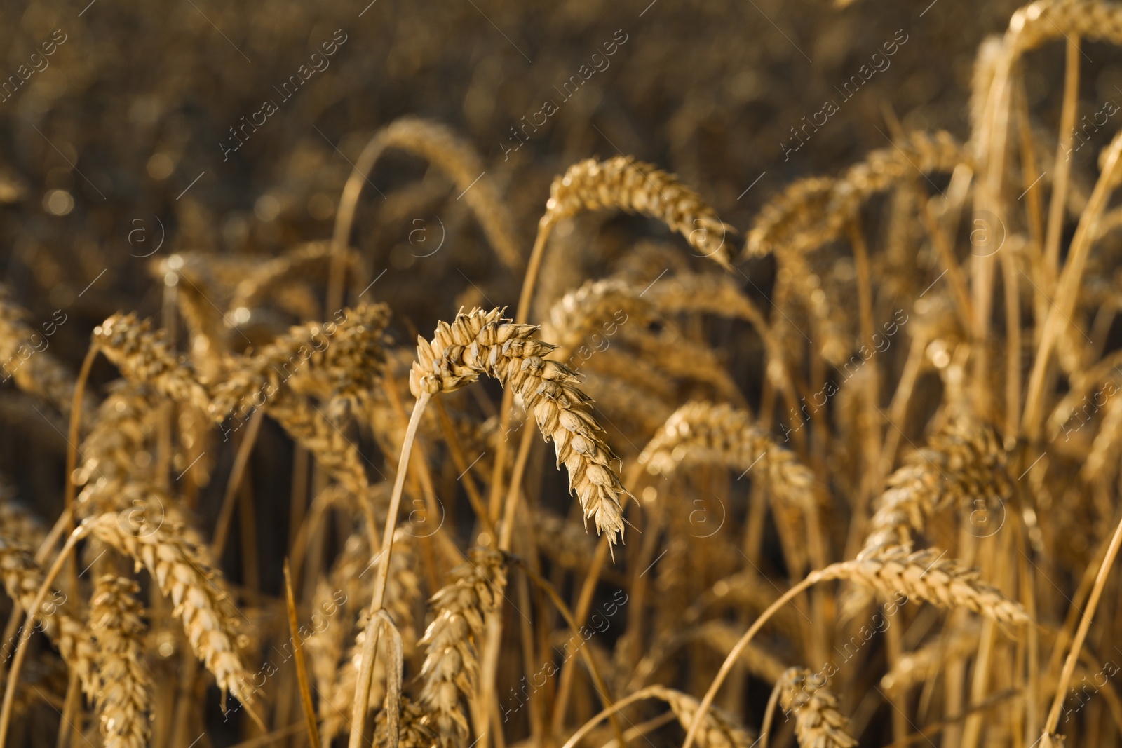 Photo of Ripe wheat spikes in agricultural field on sunny day, closeup