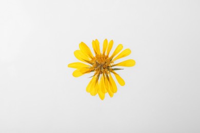 Photo of Wild dried meadow flower on white background, top view