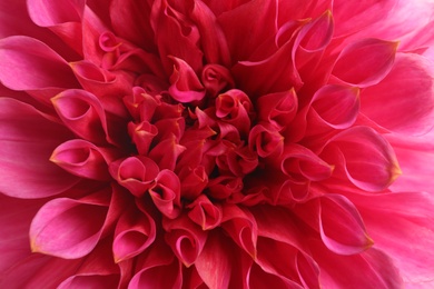 Photo of Beautiful pink dahlia flower, closeup view. Floral decoration