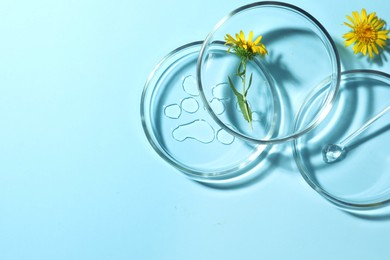 Photo of Flat lay composition with Petri dishes and flowers on light blue background. Space for text