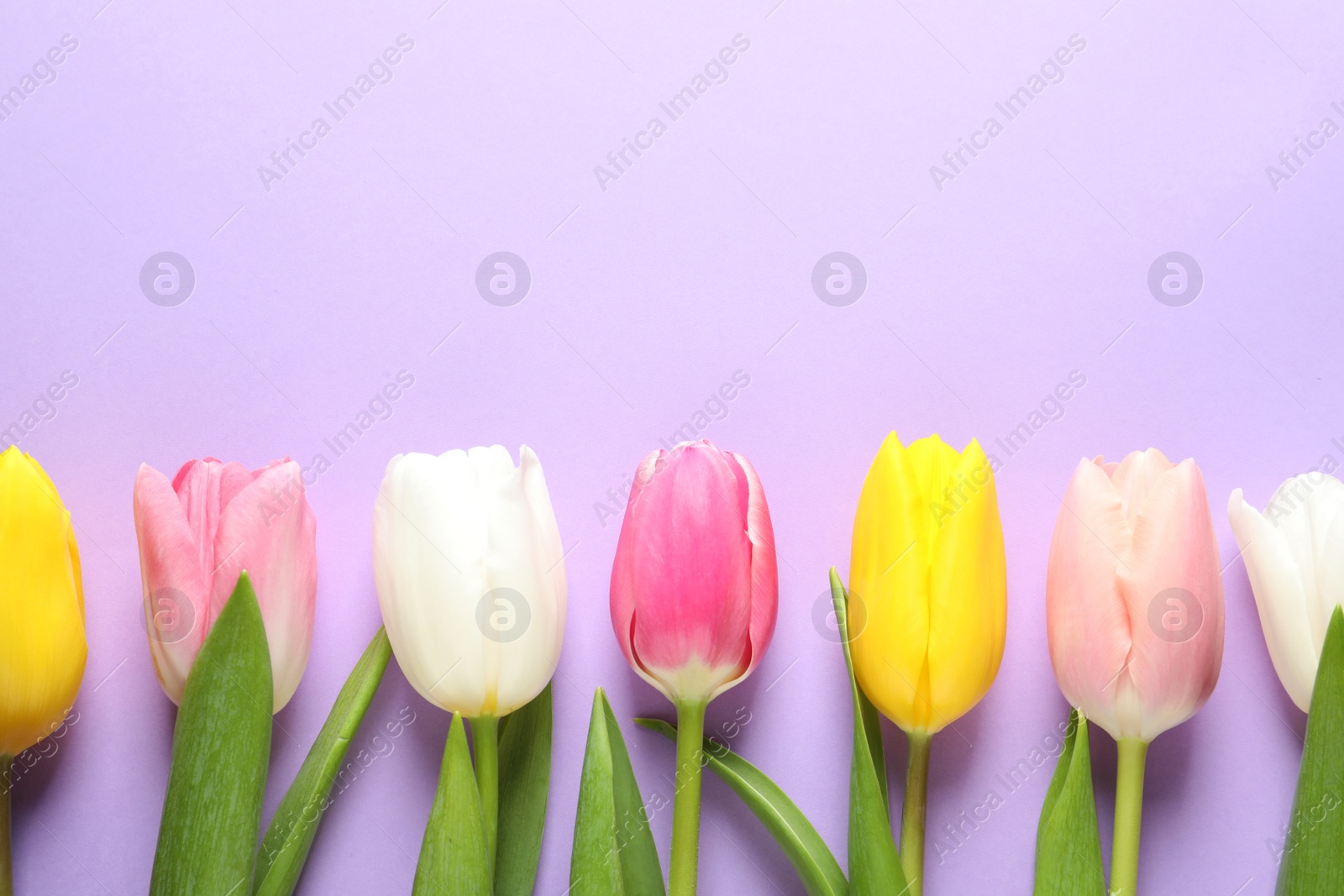 Photo of Flat lay composition of beautiful spring tulips on color background, space for text. International Women's Day