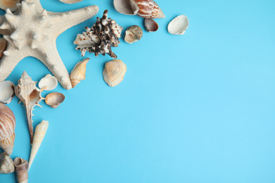 Different beautiful sea shells on light blue background, flat lay. Space for text