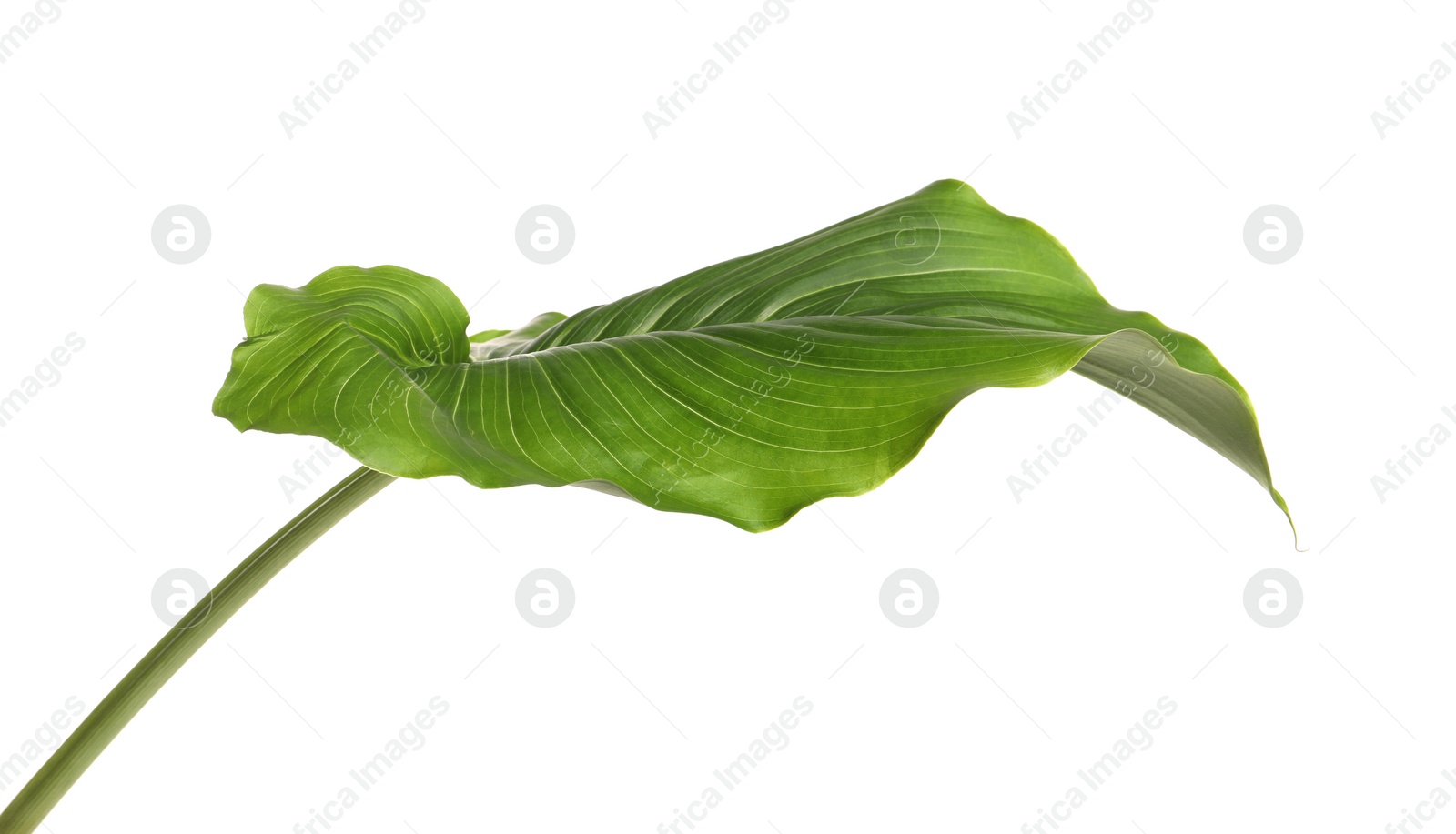 Photo of Beautiful green calla lily leaf on white background