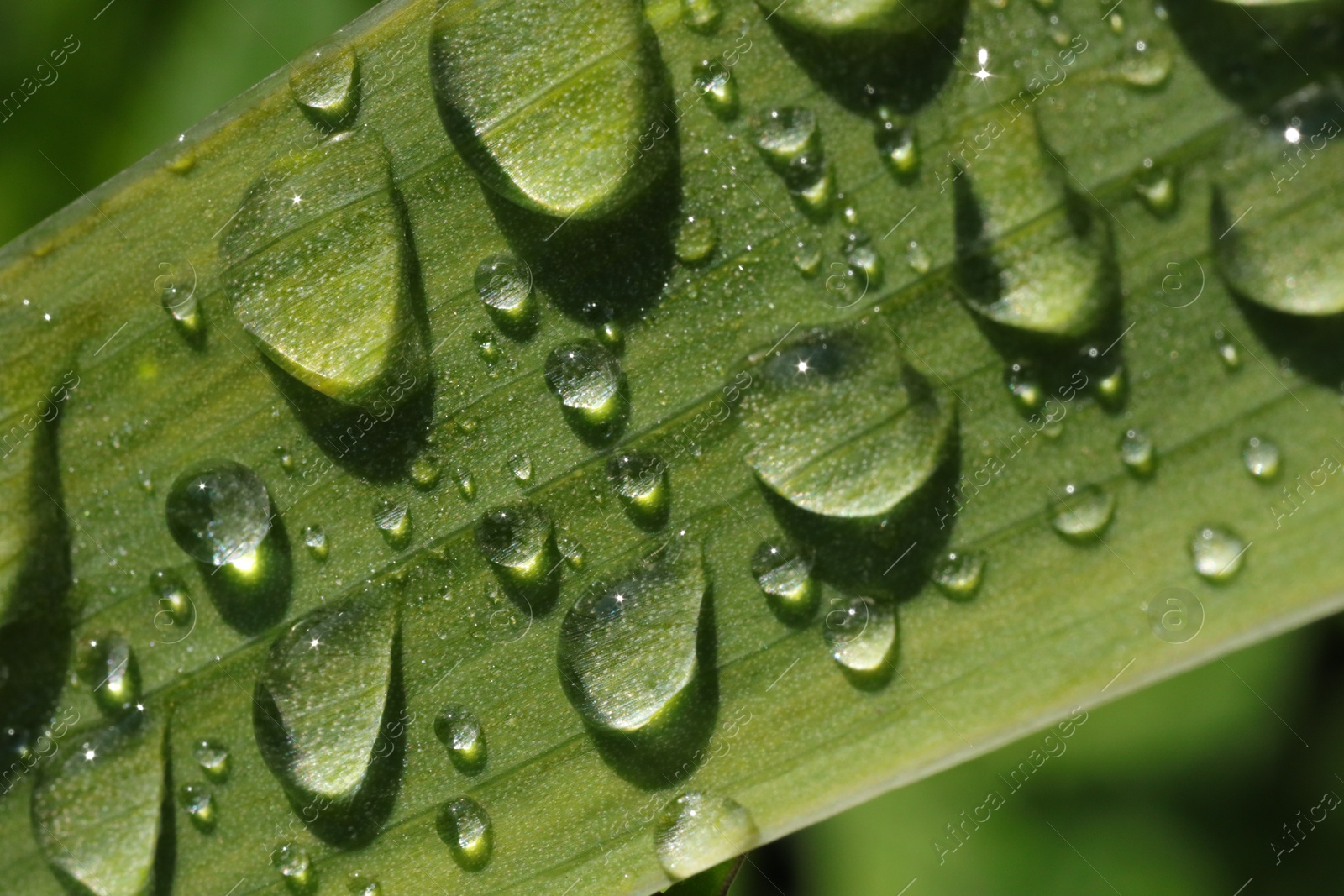 Photo of Water drops on green leaf, macro view