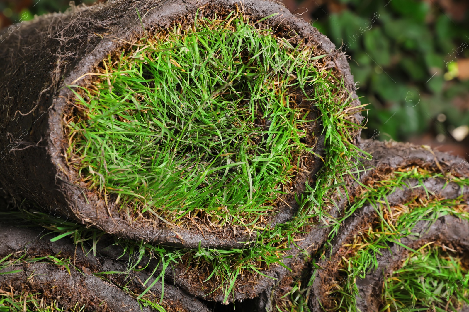 Photo of Closeup view of rolled sod with grass